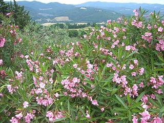 Toskana bei Montescudaio